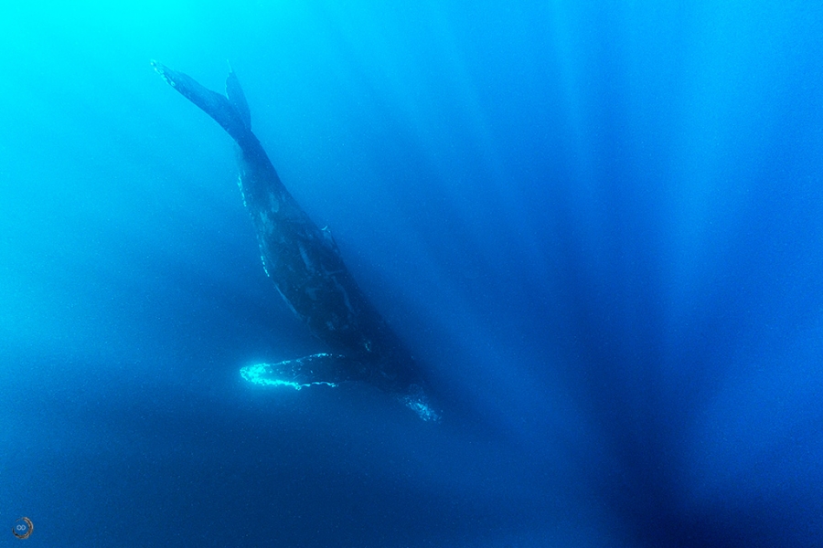 Humpback whale <i> (Megaptera novaeangliae)</i>