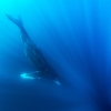 Ballena jorobada <i> (Megaptera novaeangliae)</i>