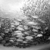 Jurel voraz <i>(Caranx sexfasciatus)</i>