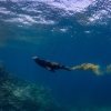 Lobo marino de California <i> (Zalophus californianus)</i>