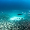 Lobo marino de California <i> (Zalophus californianus)</i>