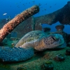 Green sea turtle <i>(Chelonia mydas)</i>