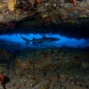 Tiburon de arrecife de punta blanca <i>(Triaenodon obesos) </i>