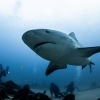 Tiburon Toro <i> (Carcharhinus leucas)</i>