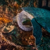 Green moray <i>(Gymnothorax funebris)</i>