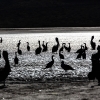 Brown pelican <i> (Pelecanus occidentalis)</i>