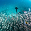 Lobo marino de California <i> (Zalophus californianus)</i>