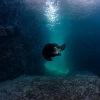 Lobo marino de California <i> (Zalophus californianus)</i>