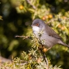 Sardinian Warbler female<i>(Sylvia melanocephala)</i>