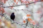 Common Blackbird <i>(Turdus merula)</i>