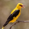 Eurasian Golden Oriole <i>(Oriolus oriolus)</i>