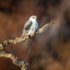Black-winged Kite <i>( Elanus caeruleus)</i>