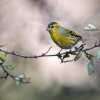 Lúgano male <i>(Carduelis spinus)</i>