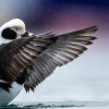 Long-tailed duck <i>(Clangula hyemalis)</i>