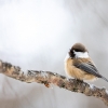 Grey-headed chickadee <i>(Poecile cinctus)</i>