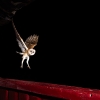 Barn owl <i>(Tyto alba)</i>