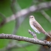 Garden warbler <I>(Sylvia borin)</i>