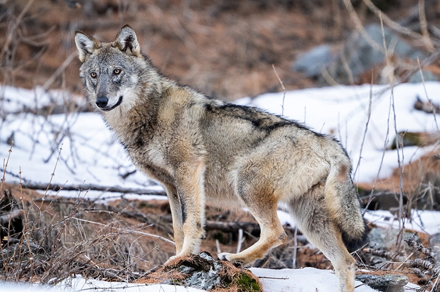 Italian wold <I>(Canis lupus italicus)</i>