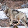 Lobo italico <i> (Canis lupus italicus)</i>