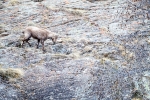 Ibice alpino <i> (Capra ibex)</I>