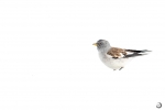 White-winged snow finch <i> (Montifringilla nivalis)</i>