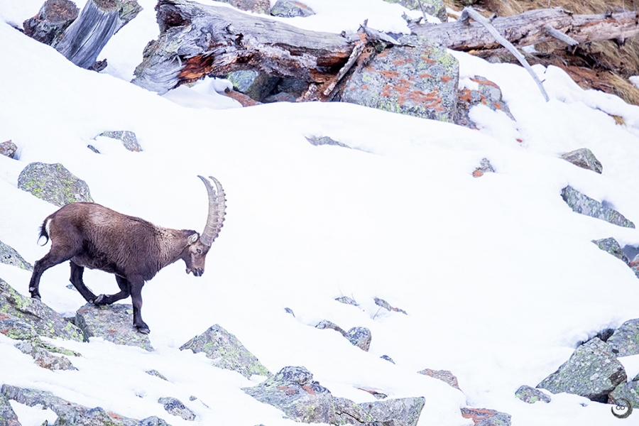 Alpine Ibex <i> (Capra ibex)</I>