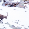 Alpine Ibex <i> (Capra ibex)</I>