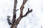 Lesser spotted woodpecker <i> (Dendrocopos minor) </i>