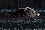 White-tailed Eagle <i>(Haliaeetus albicilla)</i>