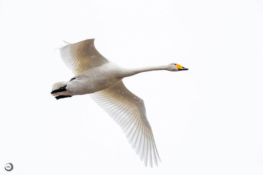 Whooper Swan <i> (Cygnus cygnus)</i>