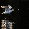 European herring gull <i>(Larus argentatus)</i>