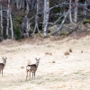 Roe deer male <i> (Capreolus capreolus)</i>