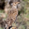 Dupont´s Lark <i>(Chersophilus duponti)</i>
