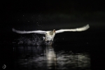 Mute Swan <i>(Cygnus olor)</i>