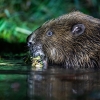 European beaver <i>(Castor fiber)</I>