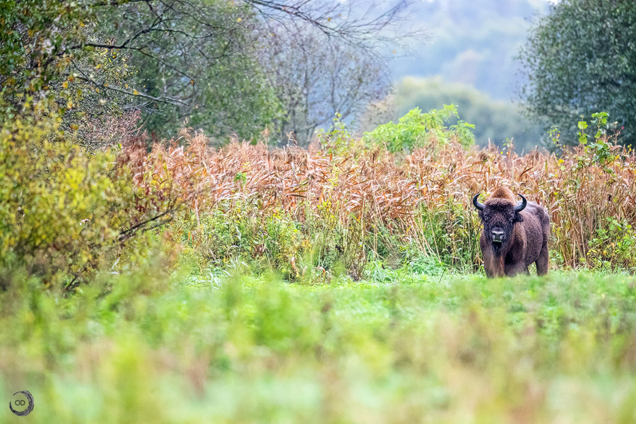European bison <i>(Bison bonasus)</i>