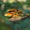 Mushrooms in the Bialowieza Forest