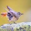 Common rock thrush female <i> (Monticola saxatilis)</i>