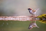 Eurasian tree sparrow <i>(Passer montanus)</i>