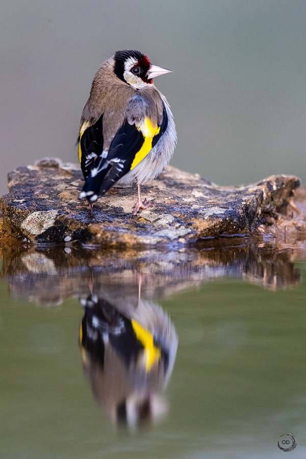 European Goldfinch <i>(Carduelis carduelis)</i>