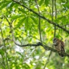 Fulvous owl <i>(Strix fulvescens)</i>