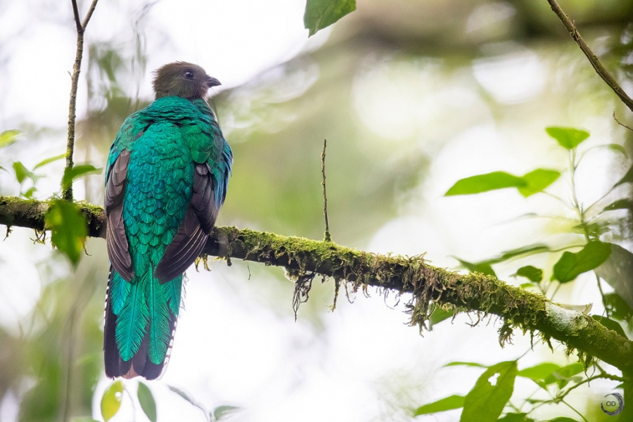 Quetzal guatemalteco hembra <i>(Pharomachrus mocinno)</i>