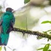 Quetzal guatemalteco hembra <i>(Pharomachrus mocinno)</i>