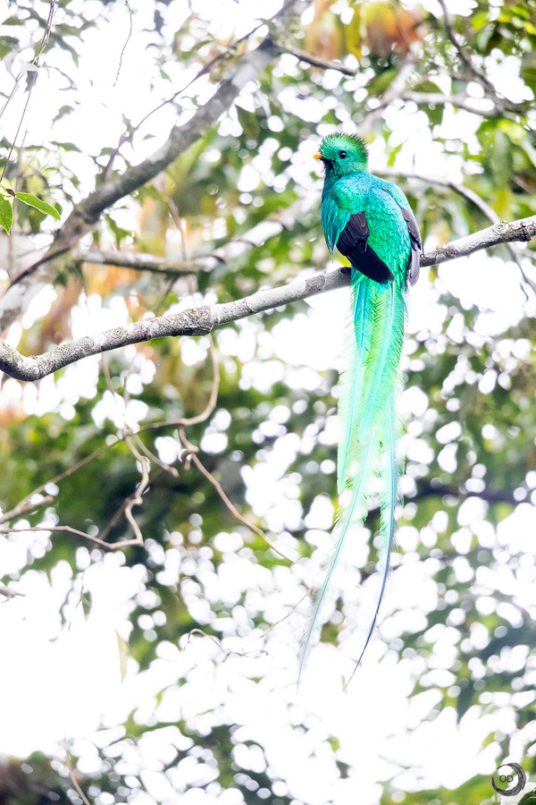 Resplendent Quetzal male <i>(Pharomachrus mocinno)</i>