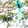 Quetzal guatemalteco macho <i>(Pharomachrus mocinno)</i>