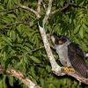 Black-and-white Owl <i> (Strix nigrolineata)</i>