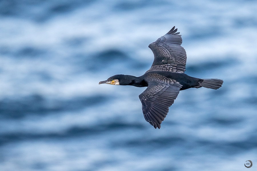 Great Cormorant <i>(Phalacrocorax carbo)</i>