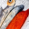 Pelicano ceñudo <i> (Pelecanus crispus)</i>