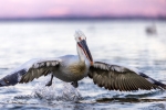 Pelicano ceñudo <i> (Pelecanus crispus)</i>