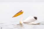 Great white pelican <i>(Pelecanus onocrotalus)</i>